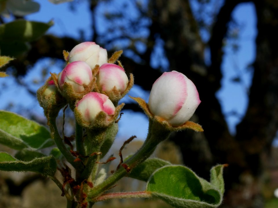 Grüne Pichelbirne Freilichtmuseum Roscheider Hof Knospen H13