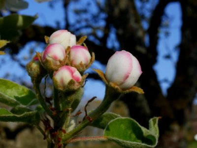 Grüne Pichelbirne Freilichtmuseum Roscheider Hof Knospen H13