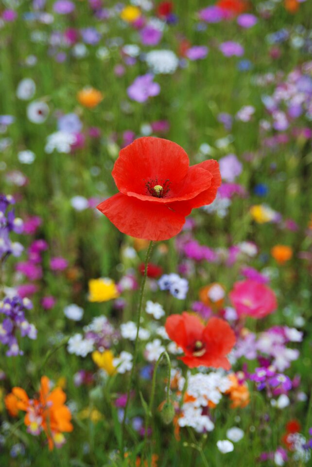 Nature red poppy summer photo