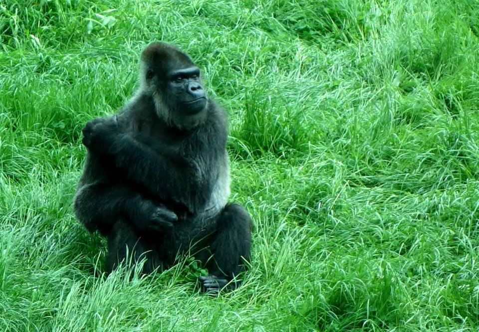 Gorilla - Pittsburgh Zoo - DSC02678