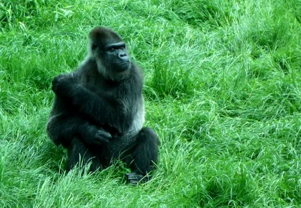 Gorilla - Pittsburgh Zoo - DSC02678