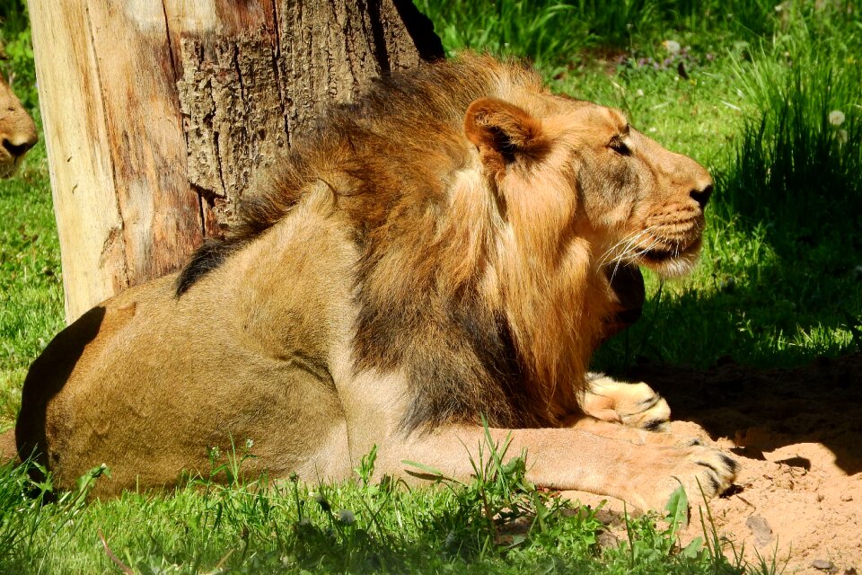 The prague zoo mane beast