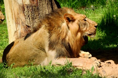 The prague zoo mane beast