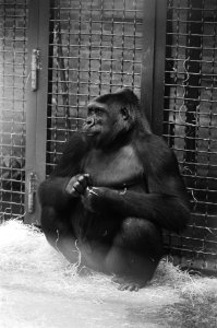 Gorilla in verwachting in Dierenpark Wassenaar, Bestanddeelnr 928-6500