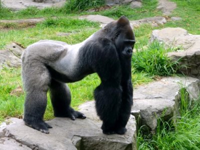 Gorilla gorilla - San Francisco Zoo - San Francisco, CA - DSC03907