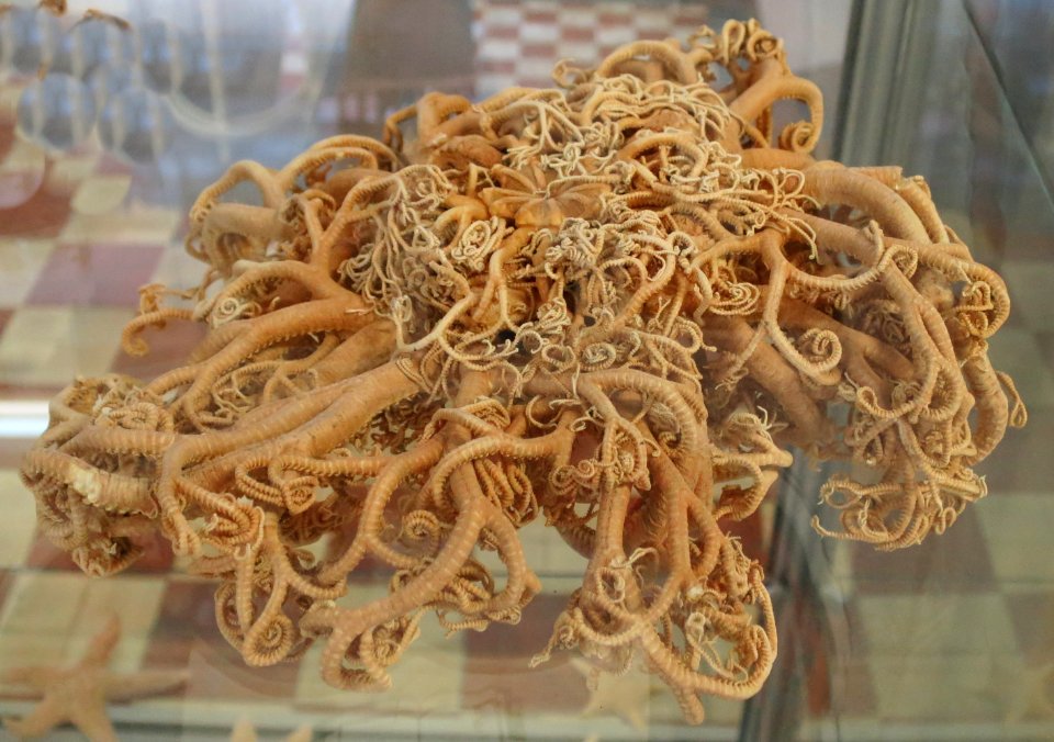 Gorgonocephalus eucnemis, Murmansk Regional Museum