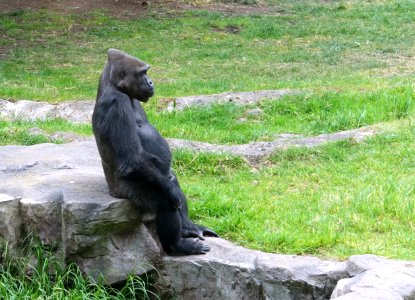 Gorilla gorilla - San Francisco Zoo - San Francisco, CA - DSC03914