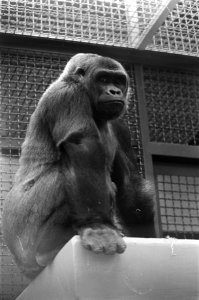Gorilla in verwachting in Dierenpark Wassenaar, Bestanddeelnr 928-6501