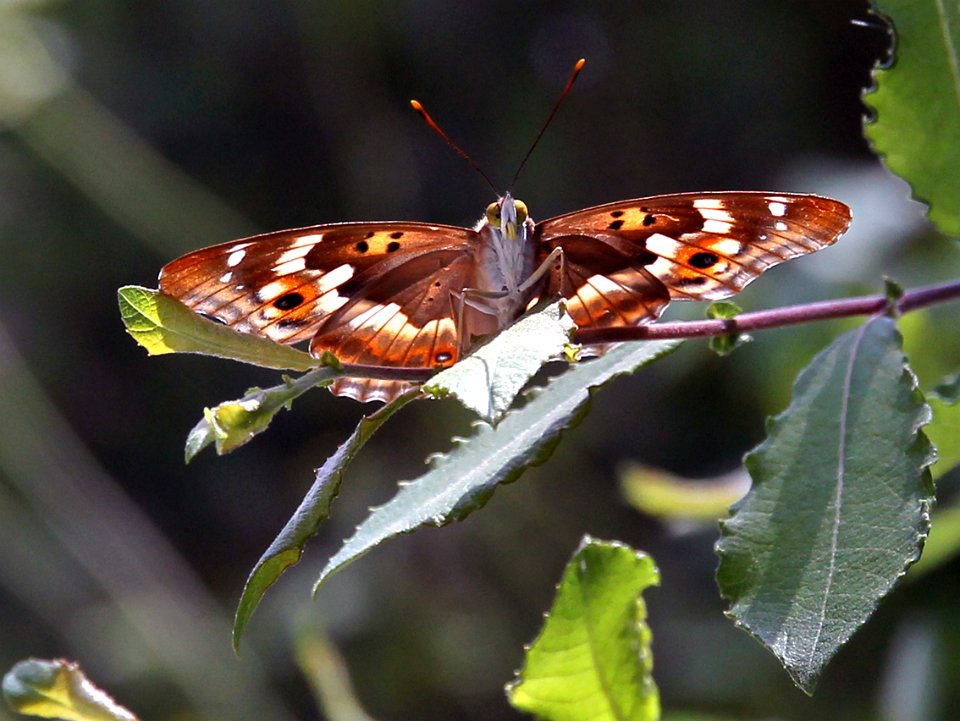Gorges du Sègre 21072019 01 Papillon 6492