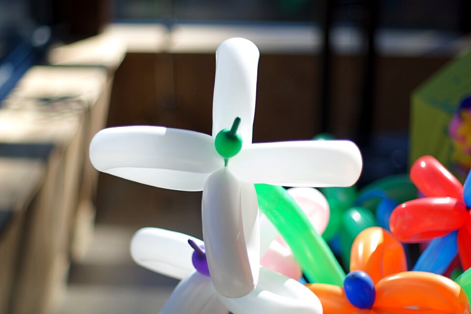 Balloon flower flowers