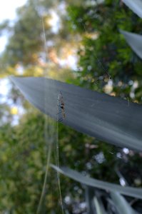 Golden Orb spider at QUT Kelvin Grove, Brisbane-2