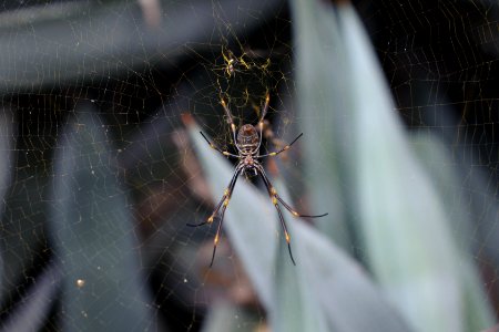 Golden Orb spider at QUT Kelvin Grove, Brisbane-1
