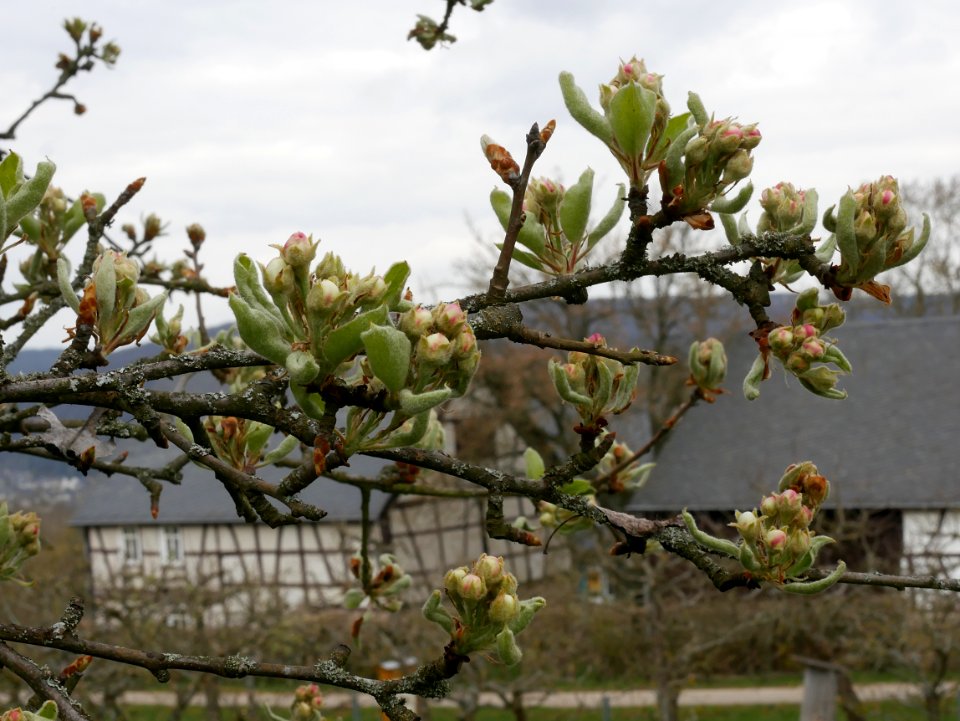 Grüne Pichelbirne Freilichtmuseum Roscheider Hof Knospen H7