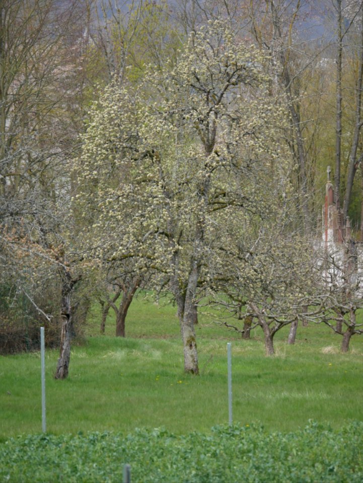 Grüne Pichelbirne Freilichtmuseum Roscheider Hof Ganzer Baum H1