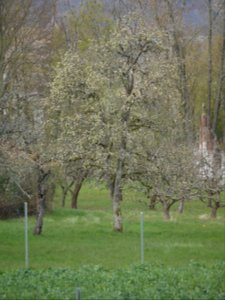 Grüne Pichelbirne Freilichtmuseum Roscheider Hof Ganzer Baum H1