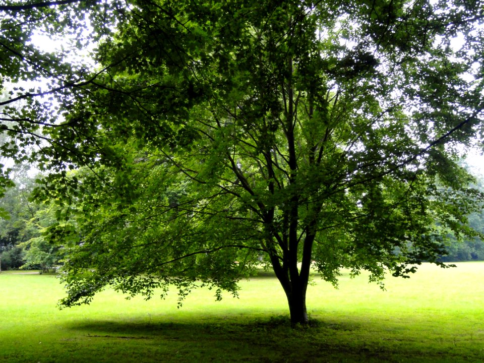 Grüneburgpark, Frankfurt - DSC01578