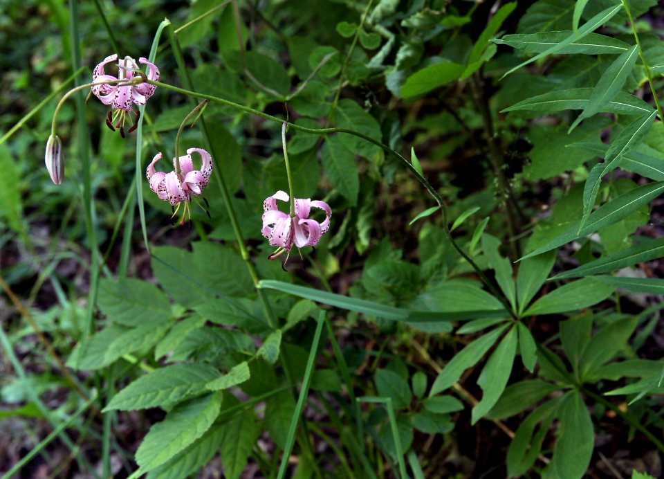 Gorges du Sègre 21072019 08 6481 Lis martagon Lilium martagon