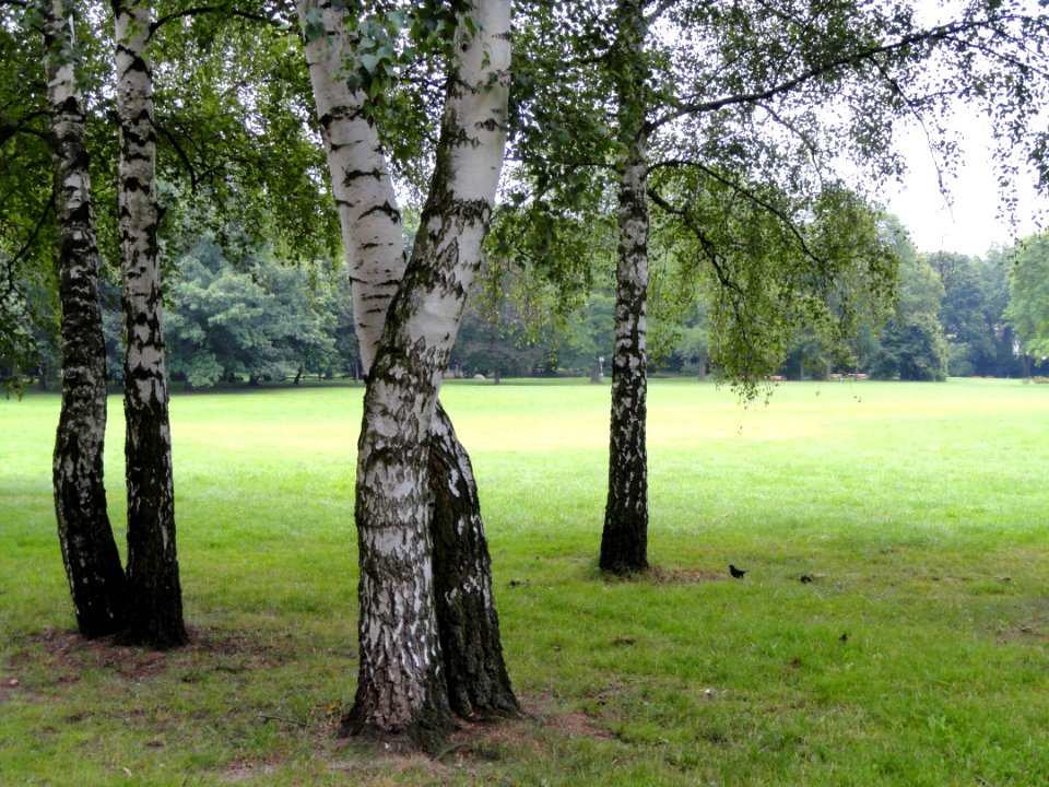 Grüneburgpark, Frankfurt - DSC01552