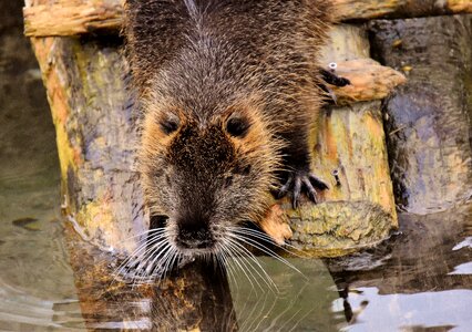 Splashing animal world animal