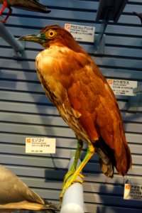 Gorsachius goisagi (Nycticorax goisagi) - National Museum of Nature and Science, Tokyo - DSC07283