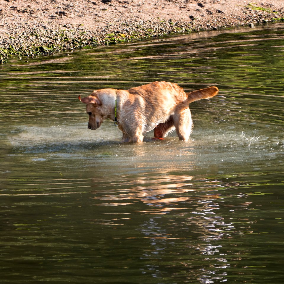 Golden Retriever shaking off water