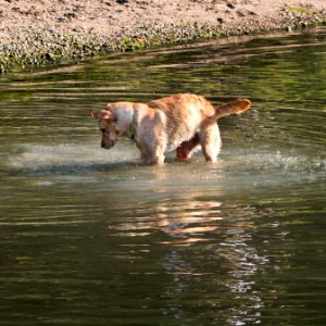 Golden Retriever shaking off water photo