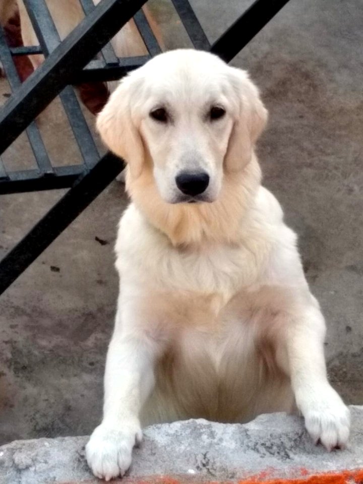 Golden Retriever (Pet Dog)