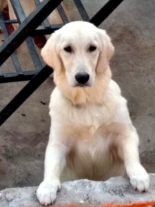 Golden Retriever (Pet Dog)