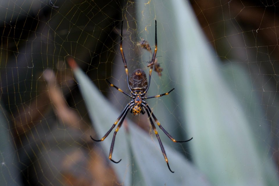 Golden Orb spider eating ladybird at QUT Kelvin Grove, Brisbane
