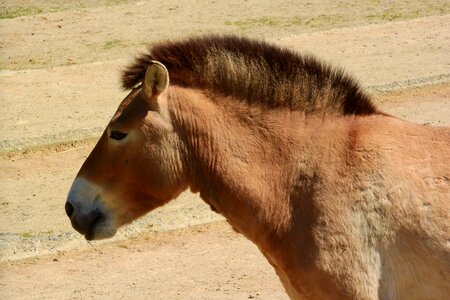 Head equus przewalskii the prague zoo