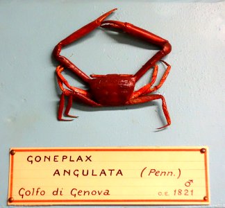 Goneplax rhomboides (Goneplax angulata) - Museo Civico di Storia Naturale Giacomo Doria - Genoa, Italy - DSC03230