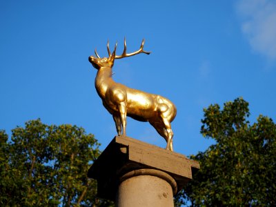 Goldener.Hirsch.09045873