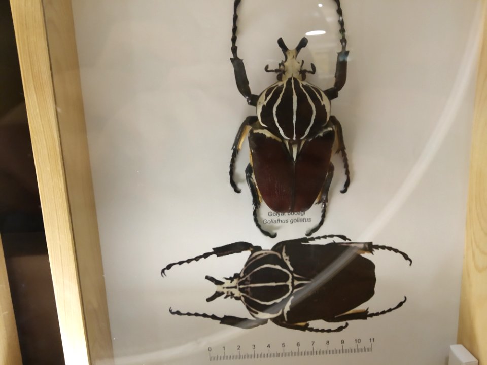 Goliathus goliatus in Konya, Turkey