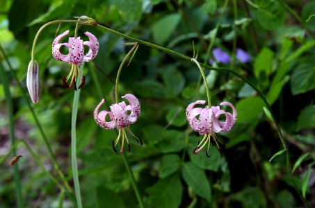 Gorges du Sègre 21072019 07 6469 Lis martagon Lilium martagon