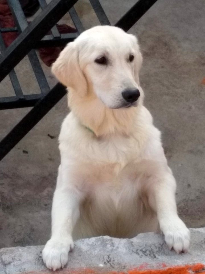 Golden retriever 2