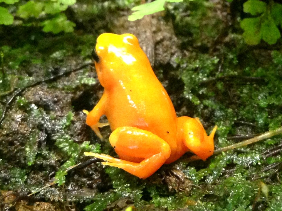 Golden mantella - California Academy of Sciences