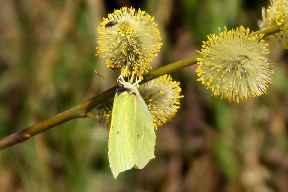 Gonepteryx rhamni 121340482