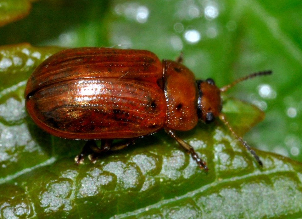 Gonioctena-quinquepunctata-08-fws