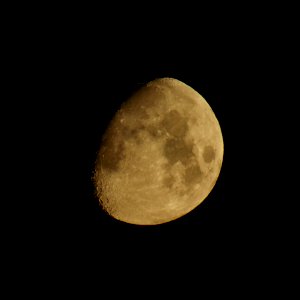 Goldener.Henkel.11.08.2019.P1310085