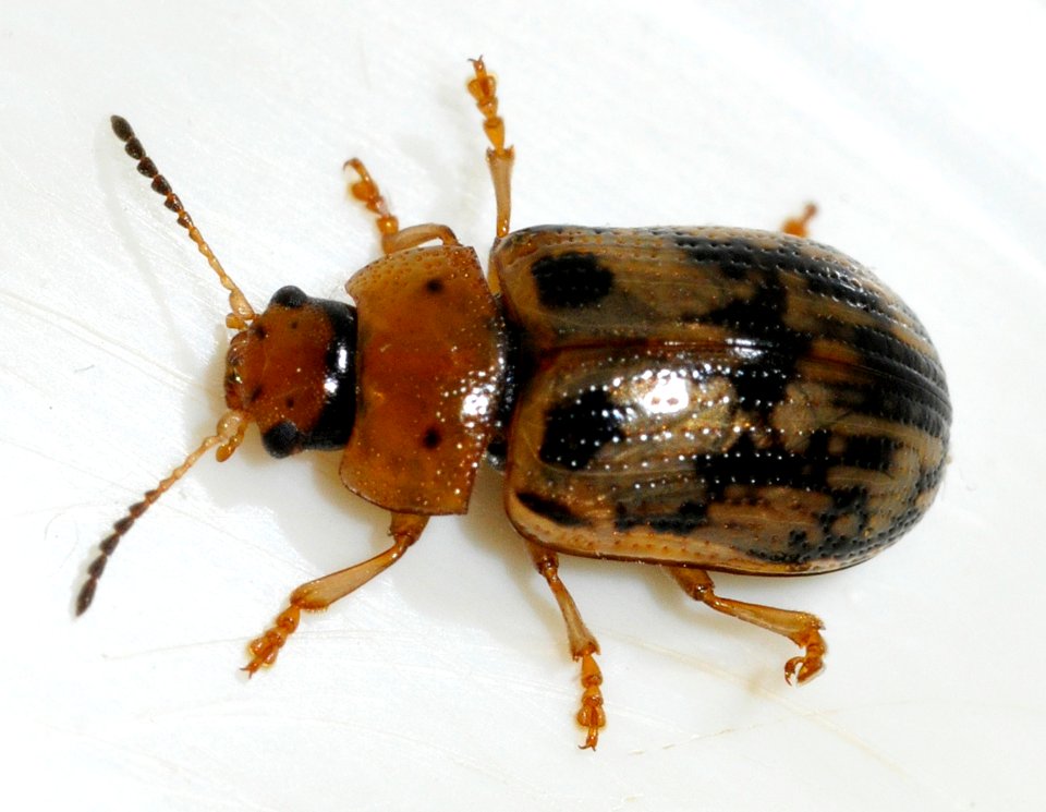 Gonioctena-quinquepunctata-11-fws