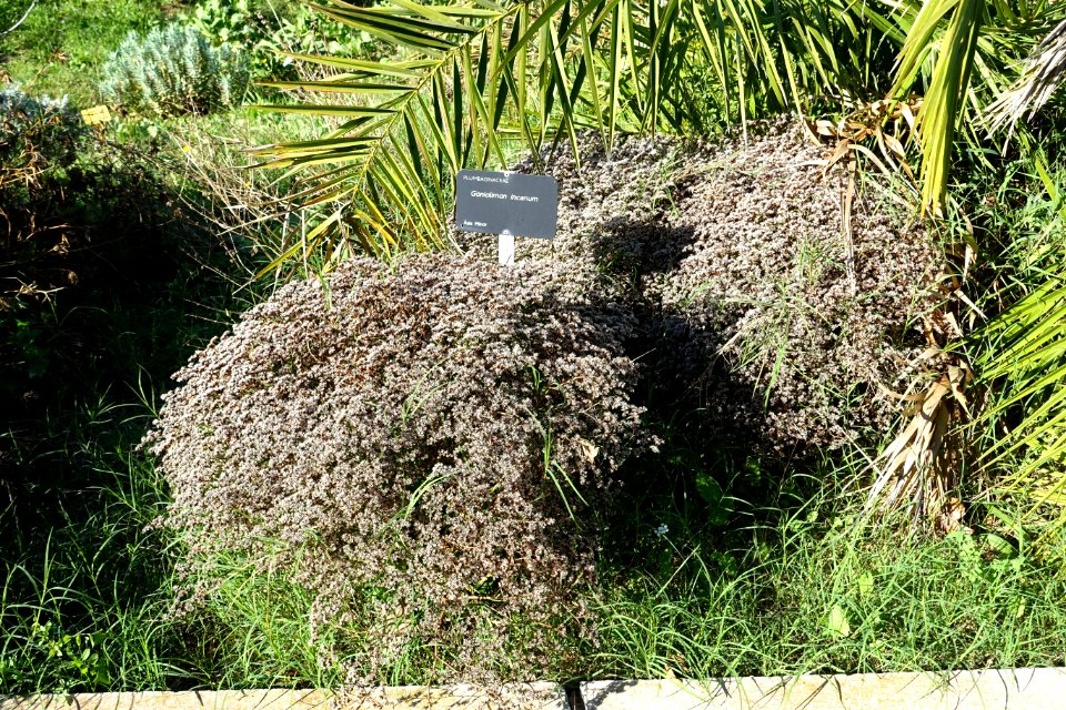 Goniolimon incanum - Jardín Botánico de Barcelona - Barcelona, Spain - DSC09239