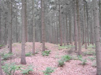 Goldenstedt - Hügelgräberfeld im Wald