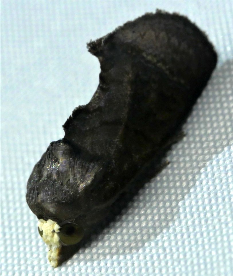 Gonodonta clotilda 60471036