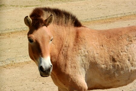 Head equus przewalskii the prague zoo