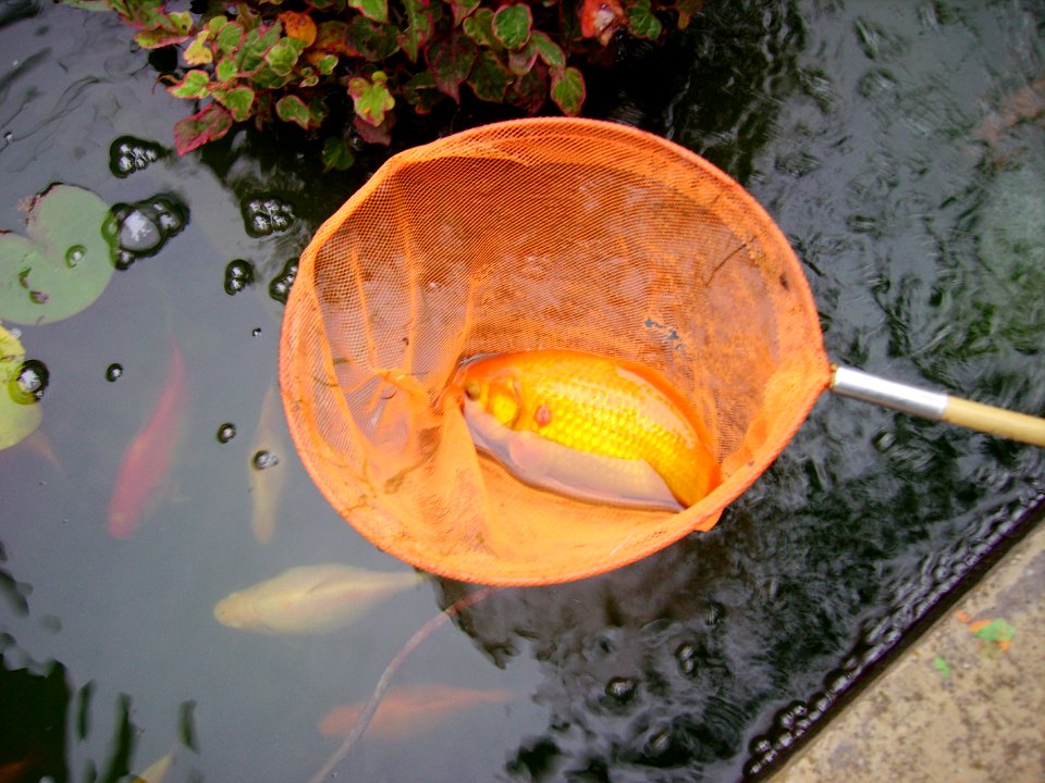 GoldFishWithRedSpot