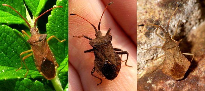 GonocerusCoreusSyromastus