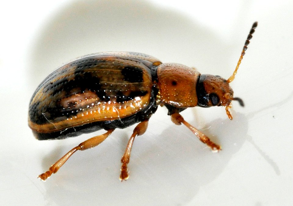 Gonioctena-quinquepunctata-13-fws