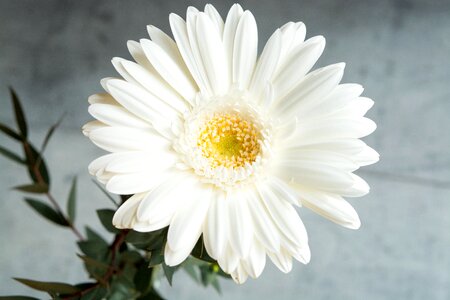 Flower white flower blossom photo