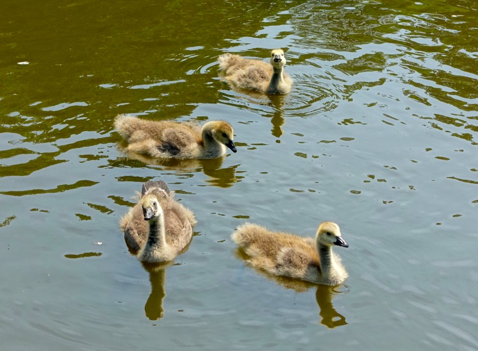 Goslings - Sheffield Park and Garden - East Sussex, England - DSC05701