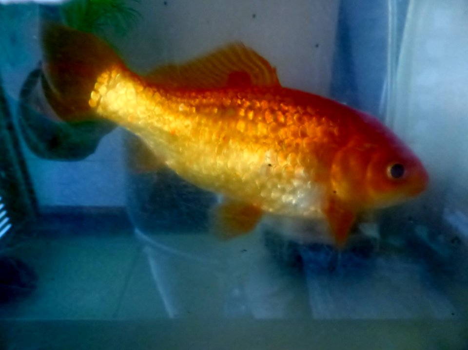 Goldfish, which has been brought up for about 15 years